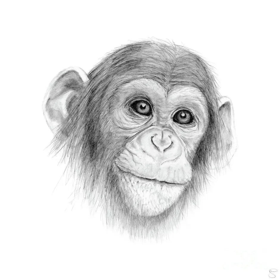 Рисунок обезьяны карандашом. Обезьяна карандашом. Обезьяна набросок. Обезьянка рисунок карандашом. Шимпанзе карандашом.