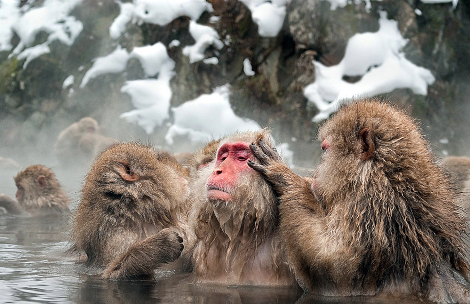 Парк Джигокудани Япония. Парк обезьян Джигокудани. Парк снежных обезьян Джигокудани. Обезьяний парк Дзигокудани, Япония. Группа обезьяны в теплой воде слушать