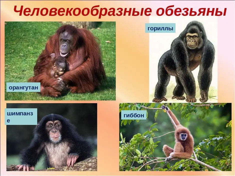 Горилла орангутан шимпанзе. Человекообразные обезьяны. Приматы названия. Отряд приматы. Человекообразные обезьяны виды.