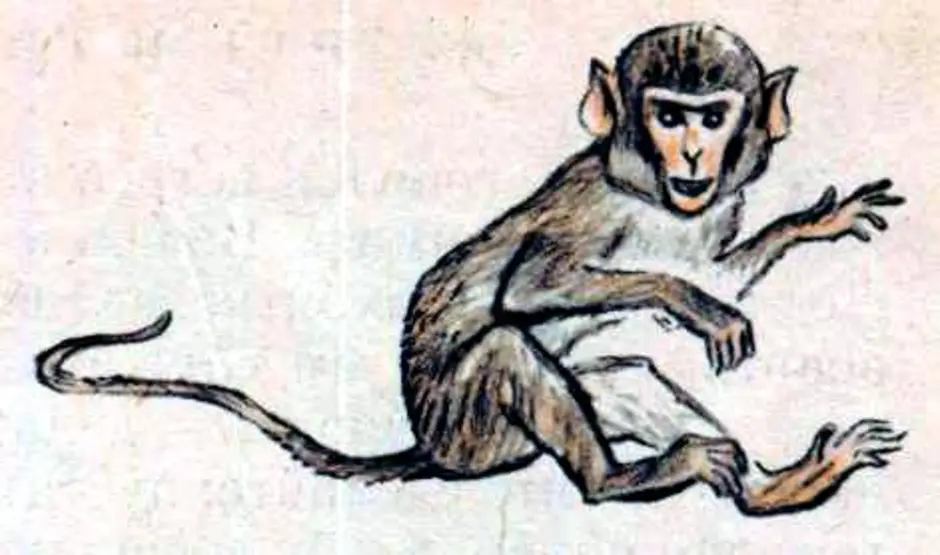 Про обезьяну читать
