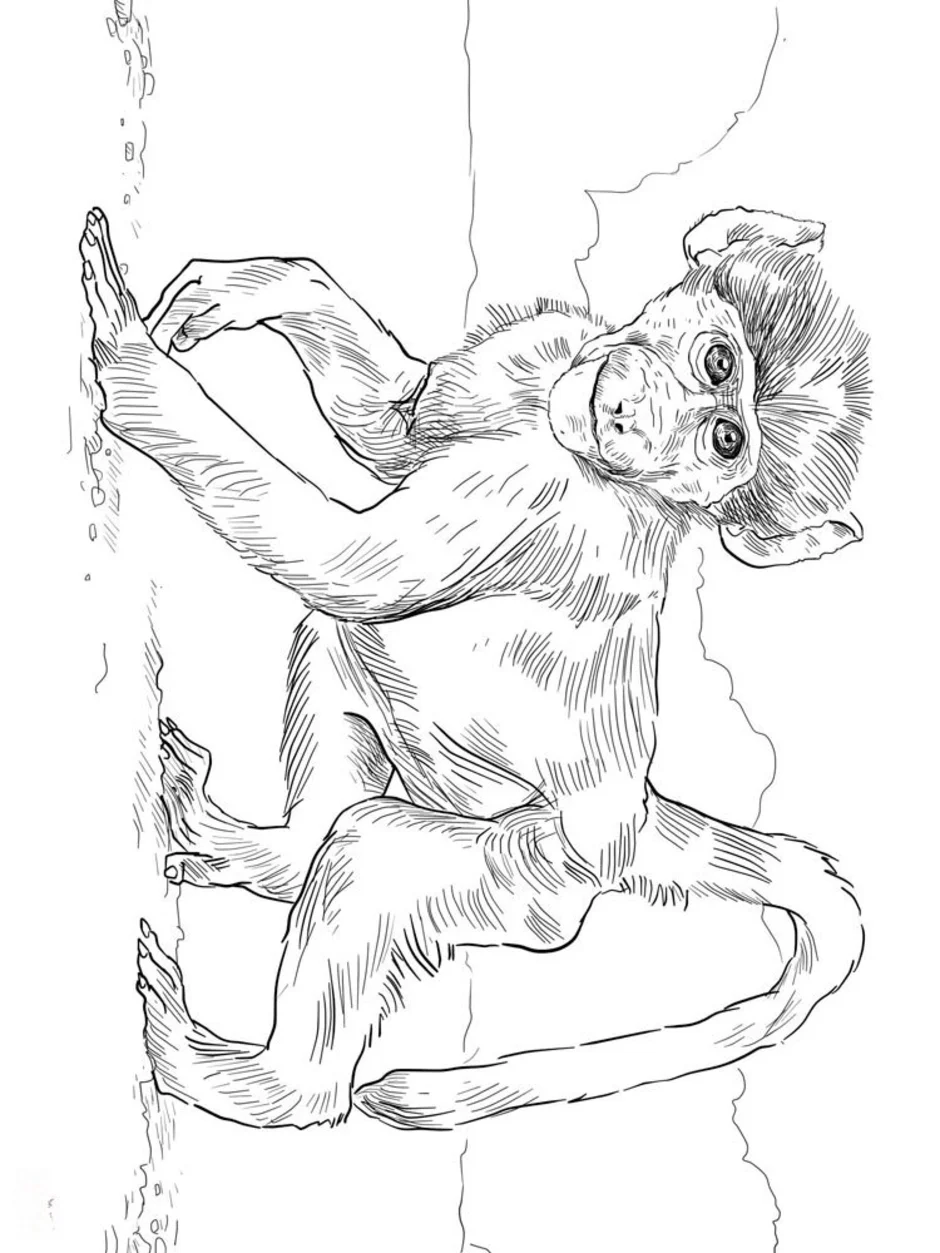 Рисунок про обезьянку 3 класс литературное чтение. Житков про обезьянку. Обезьяна раскраска. Обезьяна рисунок раскраска. Обезьяна раскраска для детей.