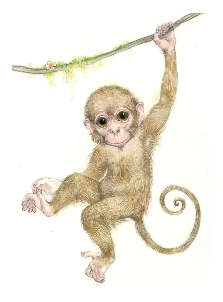Рисунок про обезьянку 3 класс литературное чтение. Обезьяна рисунок. Обезьяна цветными карандашами. Обезьянка акварель. Нарисовать обезьянку.