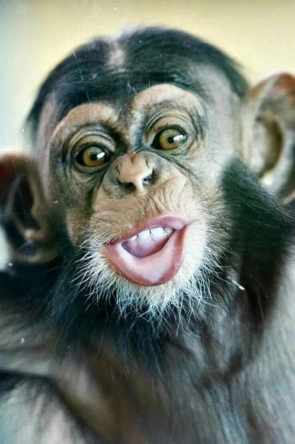 Смешное шимпанзе