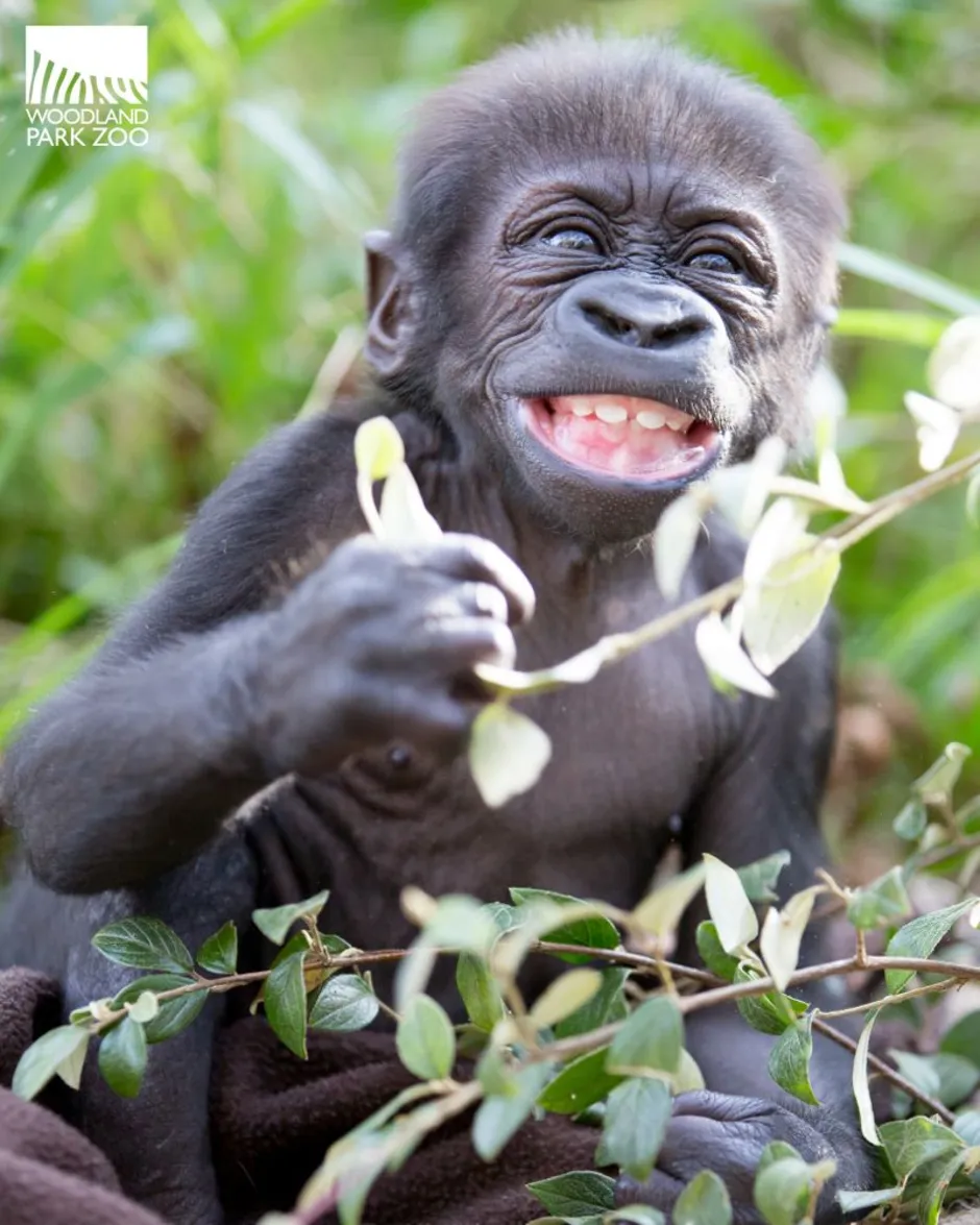 Покажи улыбающихся зверей. Животные смеются. Улыбка шимпанзе. Шимпанзе смеется. Обезьяна улыбается.