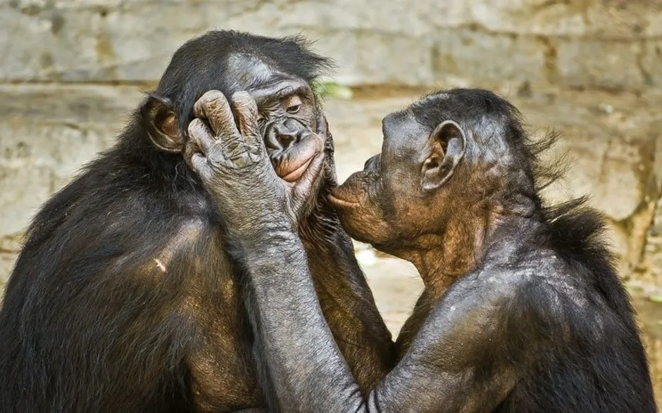 Браки мужчин обезьян. Обезьяна целует. Поцелуй обезьяны. Шимпанзе обнимаются. Обезьяна обнимает.