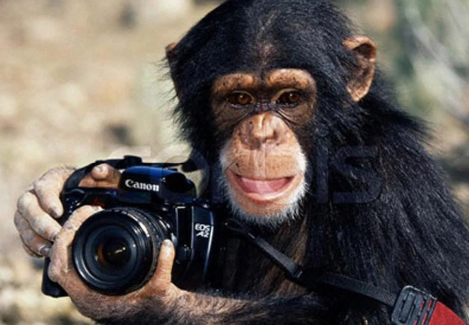 Наблюдать обезьяна. Обезьяна с фотоаппаратом. Обезьяна с пистолетом. Абизяны с фотоаппаратом. Обезьяна с видеокамерой.