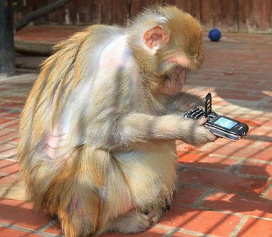 3 обезьяны сидят. Обезьяна с телефоном. Обезьяна с телефоном в руке. Обезьяна с мобильником. Мартышка с телефоном.