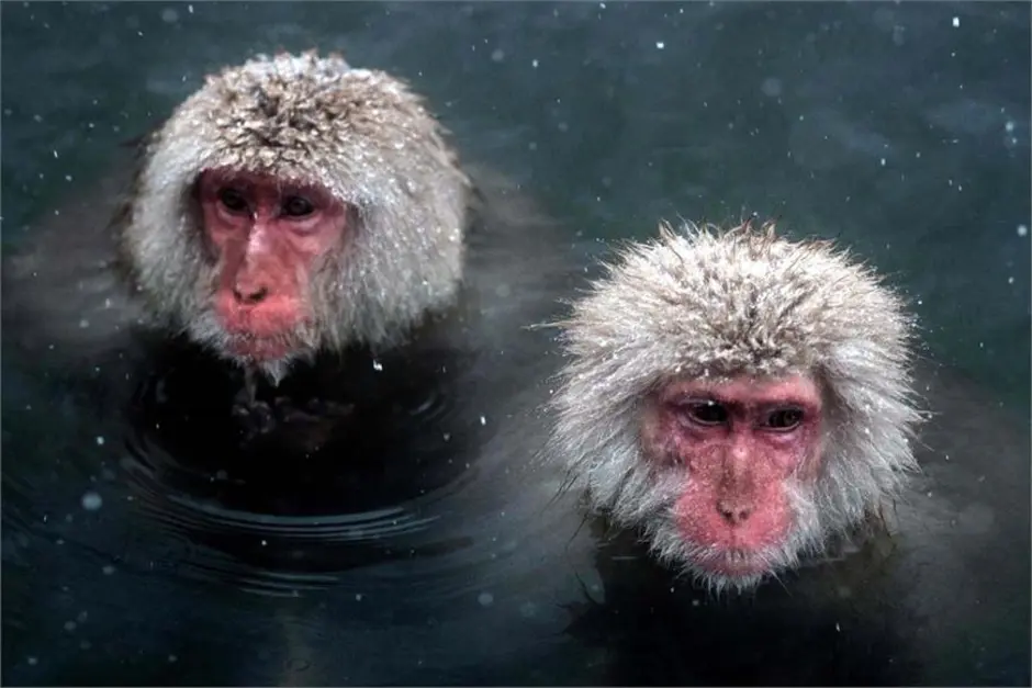 Японские обезьяны. Обезьяны в горячих источниках. Обезьяна в воде. Обезьянки в термальных источниках. Обезьяна в теплой воде хоккей