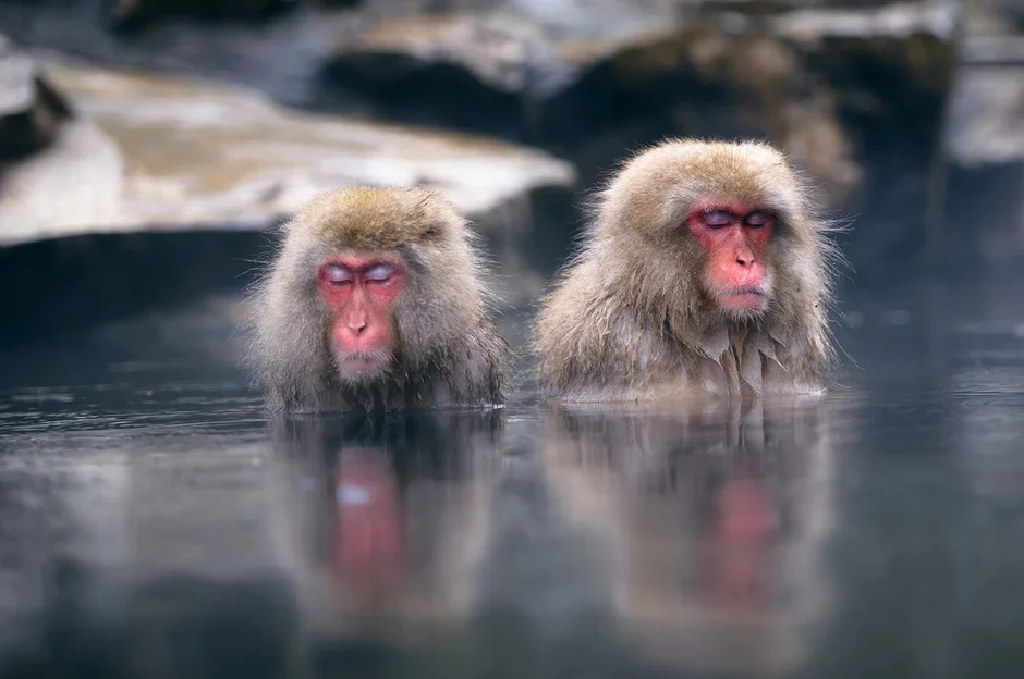 Группа обезьяны в теплой воде слушать. Парк Джигокудани Япония. Парк снежных обезьян Джигокудани. Макаки в горячих источниках в Японии. Обезьянка в термальных источниках Японии.