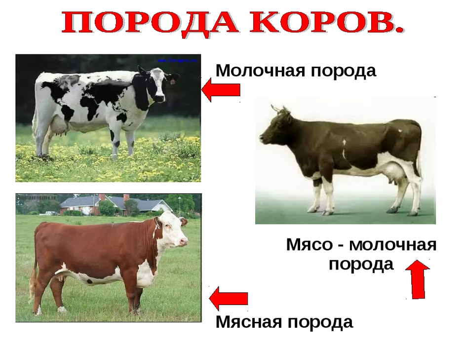 Породы коров презентация