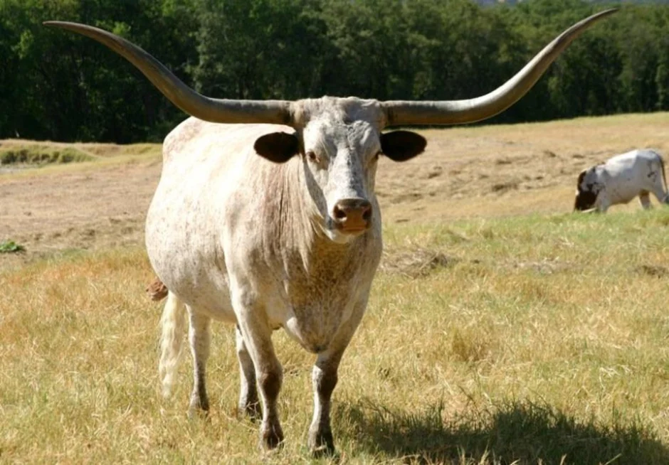 Породы коров названия. Бык породы лонгхорн. Техасский лонгхорн. Корова. Разные коровы.