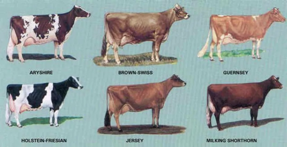 Породы коров названия. Джерсейская порода коров масть. Сычевская порода коров молочная. Породы КРС молочного направления. Мегрельская порода коров.