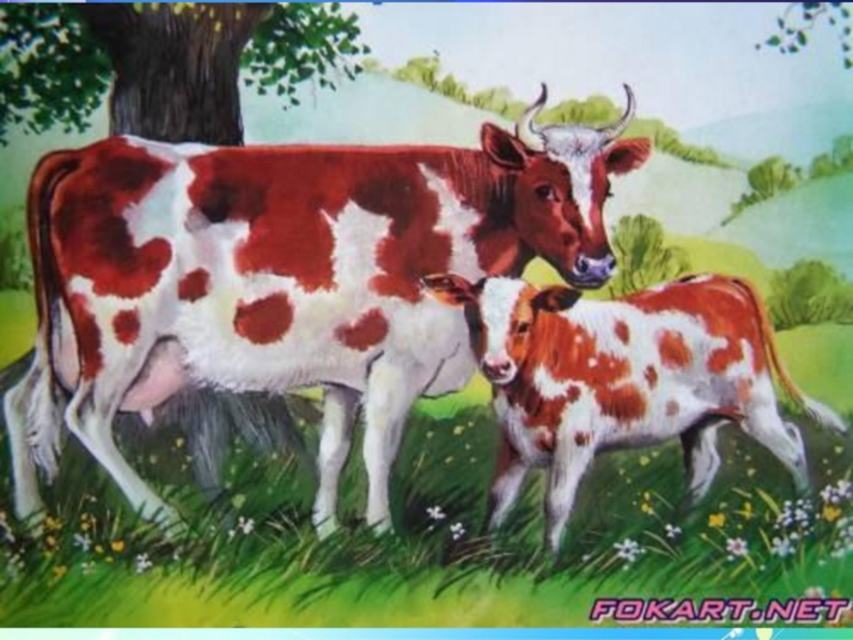 Коровка история. Домашние животные корова. Картина корова с теленком. Домашние животные корова и теленок. Корова для детского сада.