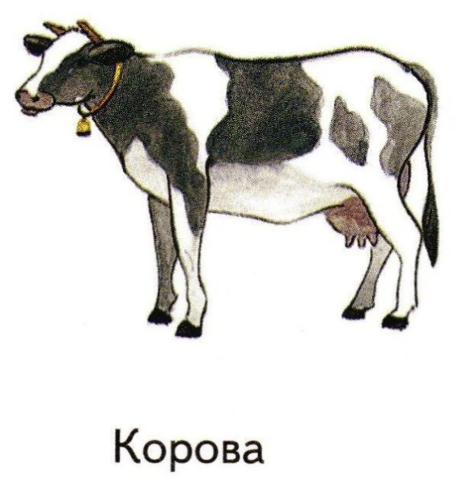 Корова урок 5 класс. Карточки для детей корова. Домашние животные корова. Корова для детей. Изображение коровы.
