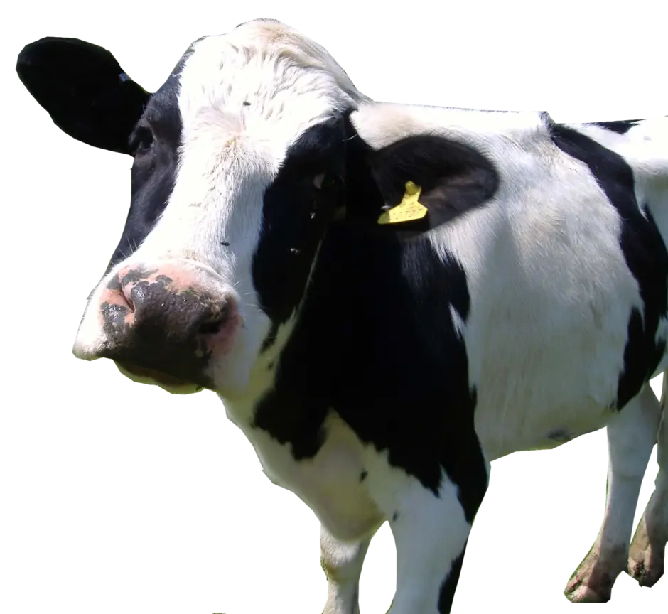 Молочная корова