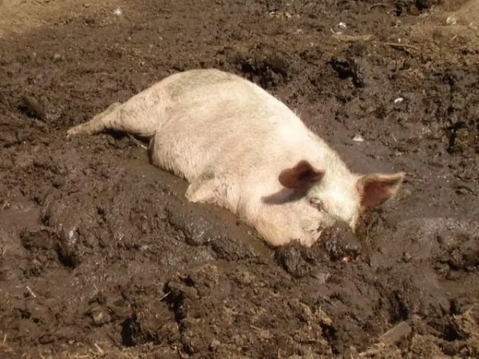 Почему свинина грязное