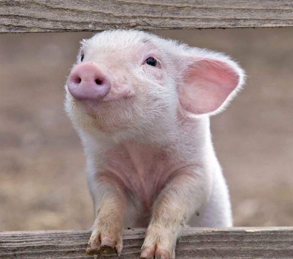 К чему снятся маленькие свиньи. Свинья. Поросенок. Свинья улыбается. Поросята фото.