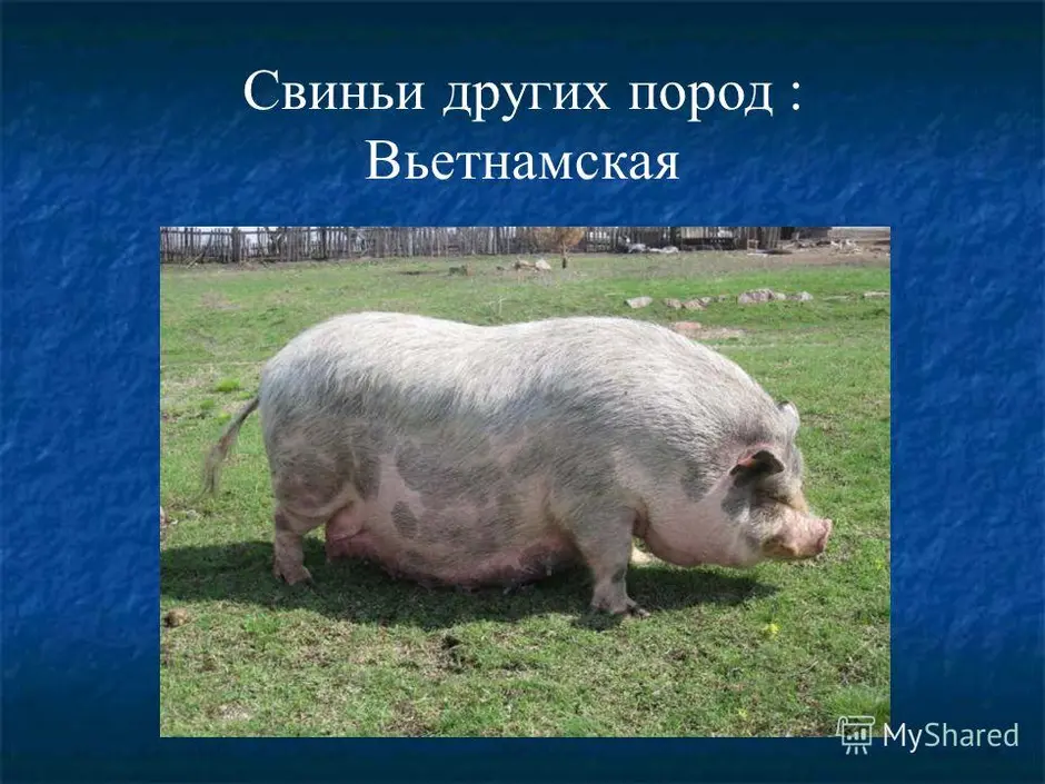 Свинья домашняя виды. Свинья. Породы домашних свиней. Поросята разных пород. Породы свиней с фотографиями.