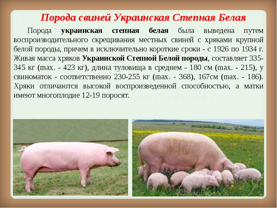 Степная свинья. Украинская Степная белая порода свиней ландрас. Поросята крупно белая дюрок. Украинская Степная порода свиней. Украинская порода свиней ландрас Степная.