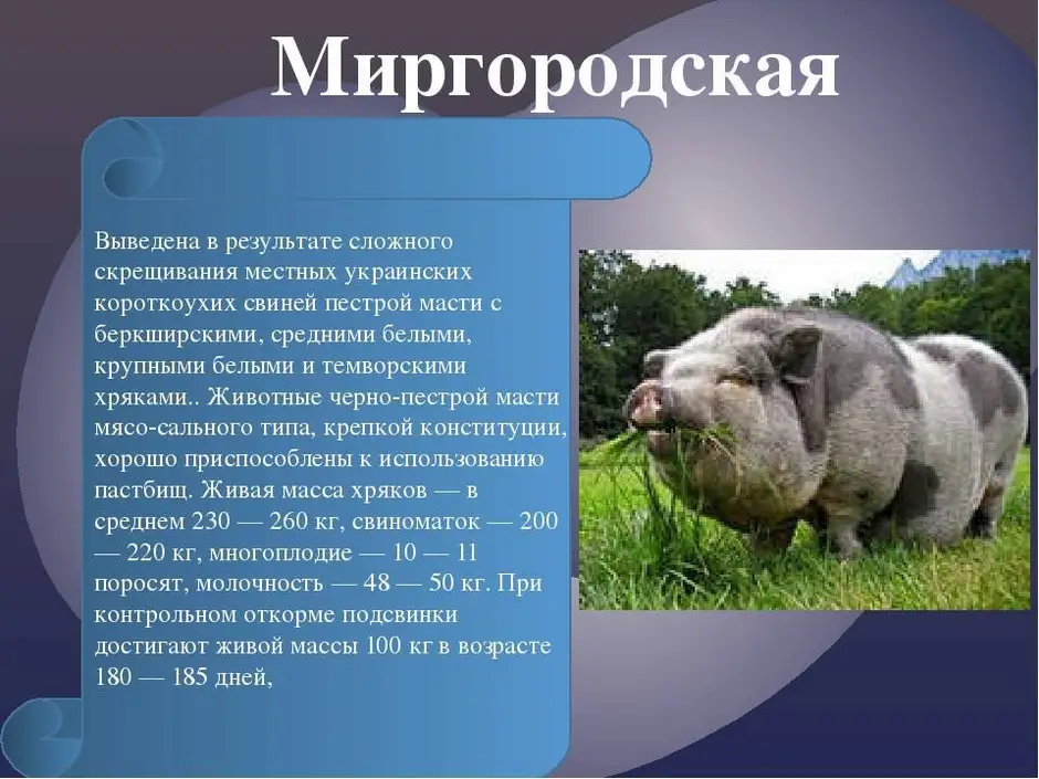 Породы свиней. Описание пород свиней. Породы свиней в России. Интересные породы свиней. Список свиньи