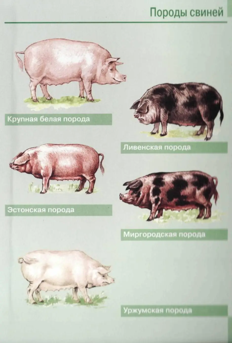 Список свиньи. Боргояковская порода свиней. Породы свиней мясного направления. Порода свиней Рослик. Породы свиней сального направления продуктивности.