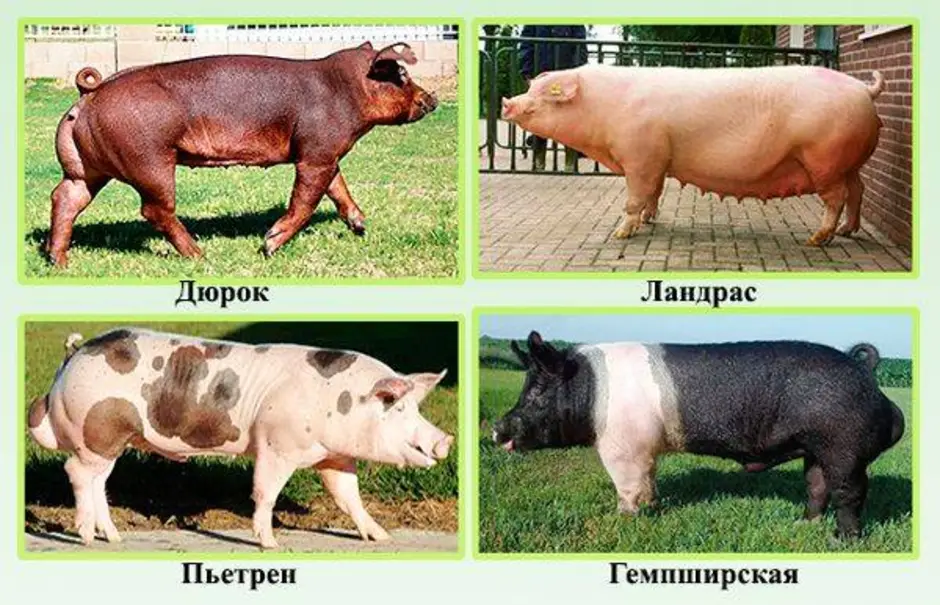 Свинья домашняя виды. Порода свиней ландрас дюрок. Породы свиней мясные беконные и. Породы свиней мясные беконные сальные. Поросенок мясной породы дюрок.