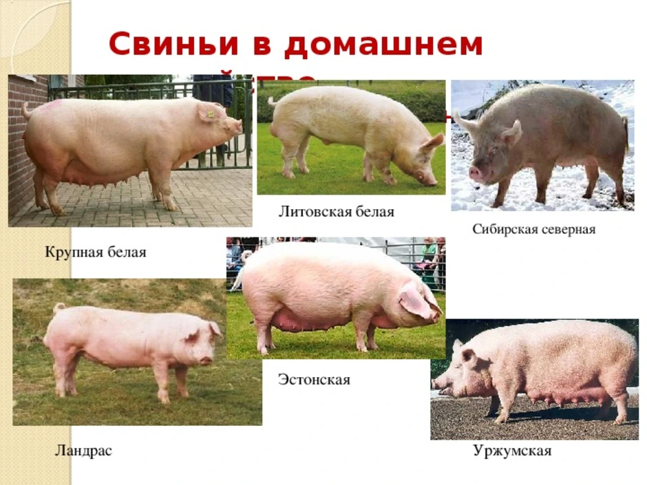 Какая порода поросят. Разновидности свиней. Породы свиней названия. Мясные породы свиней. Какие породы поросят бывают.