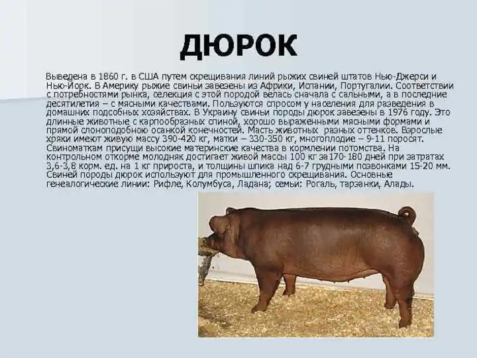Свиньи дюрок описание. Дюрок порода свиней. Поросята породы дюрок. Мясная порода свиней дюрок. Вес свиньи породы дюрок.