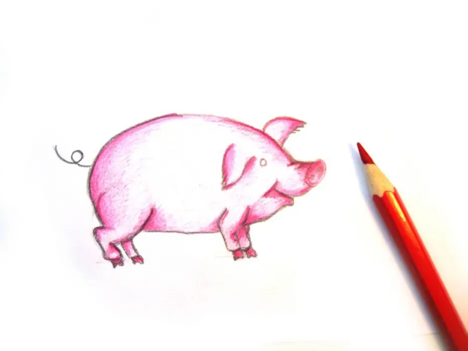 Свинья карандашом. Свинка карандашом. Свинья рисунок карандашом. Нарисовать свинью. Поросенок рисунок.