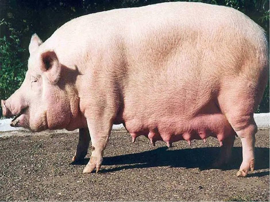 Известная свинка. Самая большая свинья в мире. Самая крупная порода свиней.