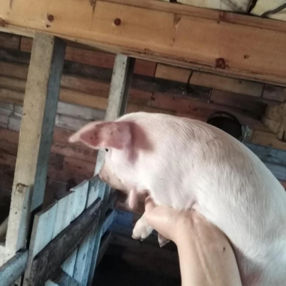 Ливенская свинья. Ливенская порода поросят. Поросята с сережками. Ливенские свиньи с сережками. Порода свиней с сережками на шее.
