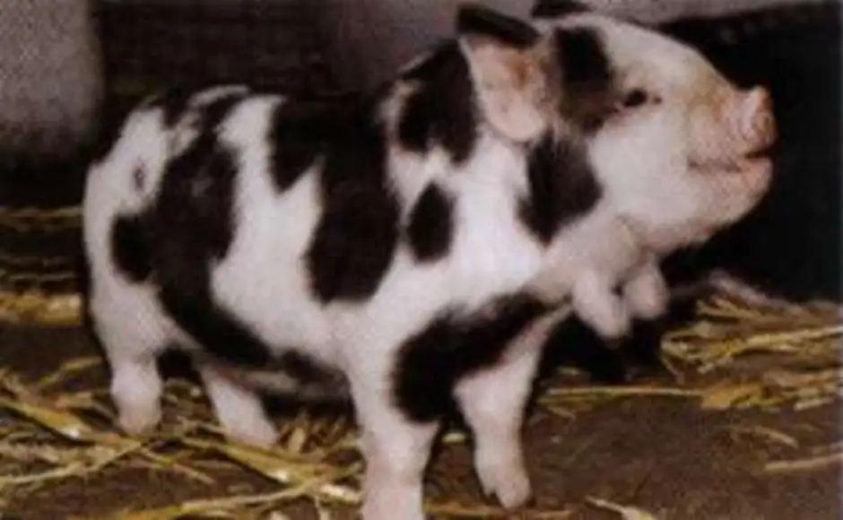 Ливенская свинья. Ливенская порода свиней с сережками. Порода поросят левинс4ая. Ливенская порода поросят с сережками. Пятнистая свинья.