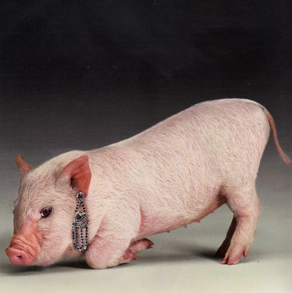 Ливенская свинья. Свиньи с сережками. Поросята с сережками. Свинья с серьгами. Порода свиней с сережками.