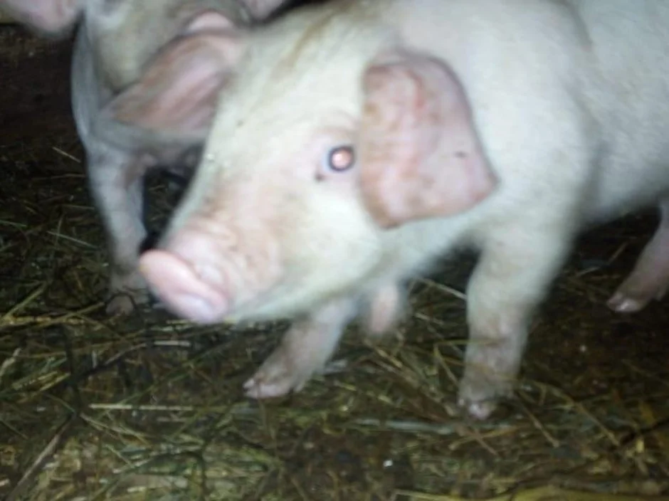 Ливенская свинья. Свинья Ливенская белая. Ливенсая прода свиньи поросята. Ливенская порода свиней с сережками. Ливенские поросята с сережками.