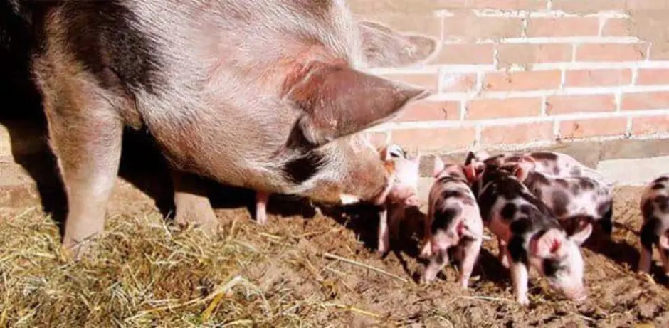Ливенская свинья. Ливенская порода свиней. Ливенская порода поросят. Ливенсая прода свиньи поросята. Свинья Ливенская белая.