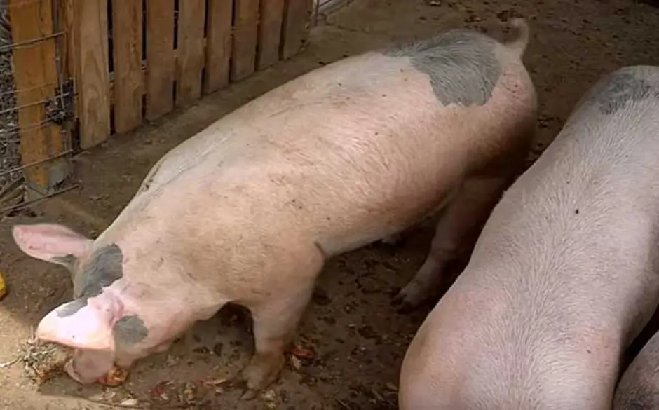 Ливенская свинья. Ливенская порода свиней. Порода свиней ландрас с сережками. Ливенская порода поросят.