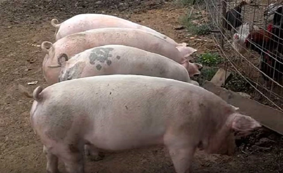 Ливенская свинья. Ливенская порода свиней. Ливенская порода свиней с сережками. Ливенская порода поросят с сережками. Ливенсая прода свиньи поросята.