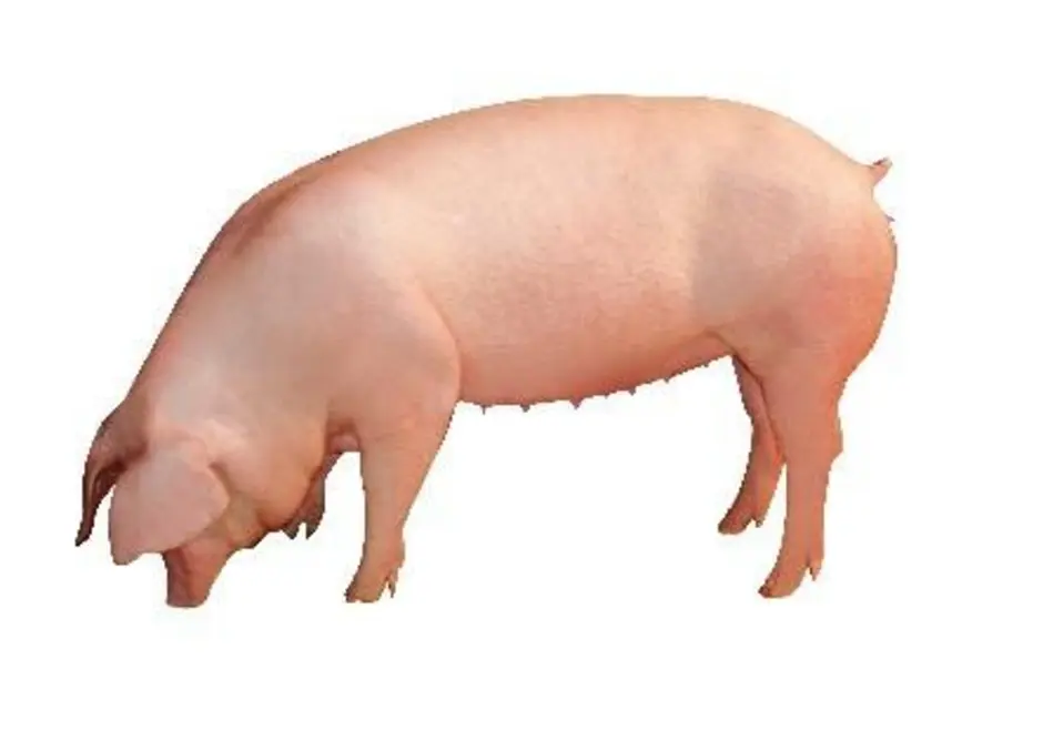 Ливенская свинья. Лакомб порода свиней. Ливенская порода свиней с сережками. Лакомб свинья. Лакомб порода свиней молочность.