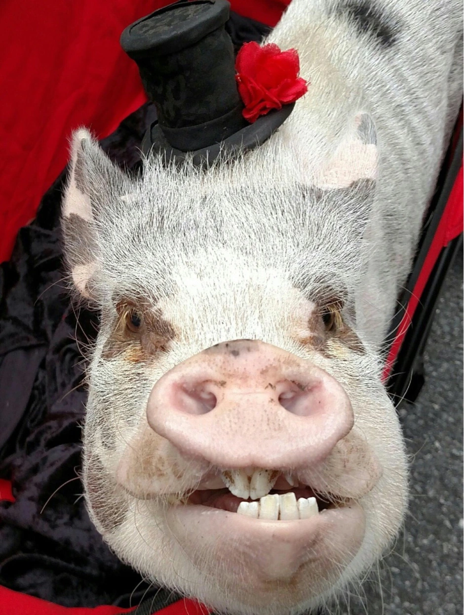 Глупые свиньи. Свинья. Свинья улыбается. Смешная Хрюша.