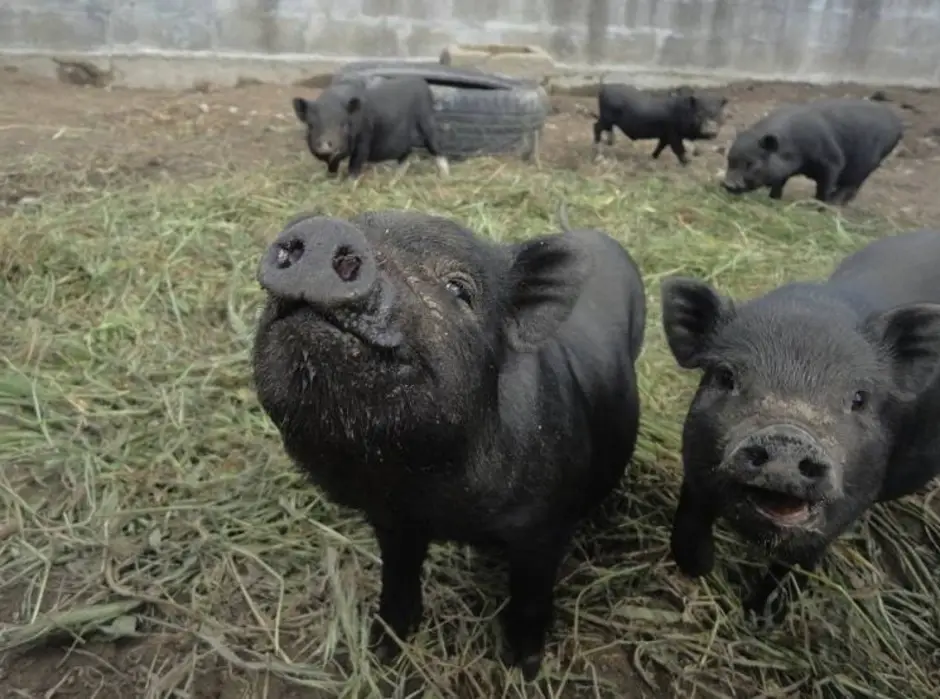 Крупная черная порода. Вьетнамская вислобрюхая свинья. Корнуэльская порода свиней. Крупная черная свинья. Крупная чёрная порода свиней.