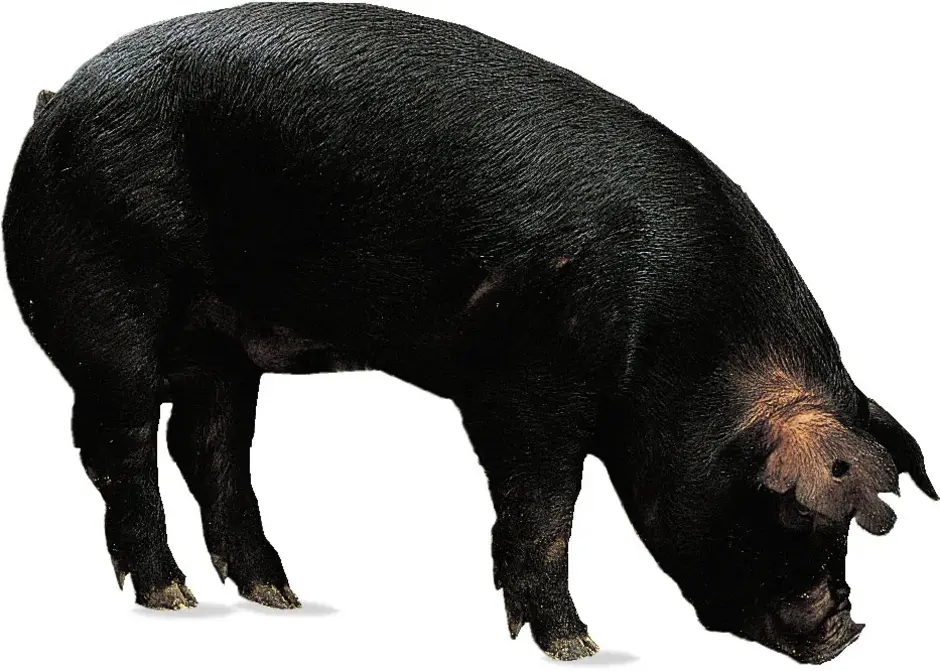 Крупная черная порода. Порода свиней черная Корнуэльская. Беркшир порода свиней. Порода свиней Блэк. Кемеровская порода свиней.