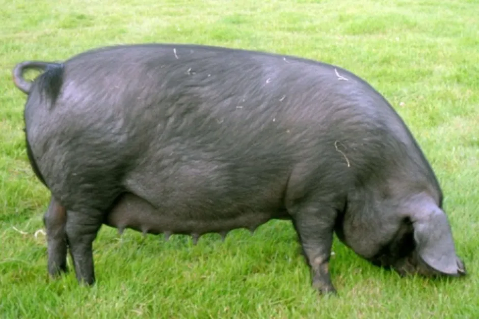 Крупная черная порода. Порода свиней Блэк. Свиньи ландрасы черные. Беркширская порода. Корнуэльская порода свиней.
