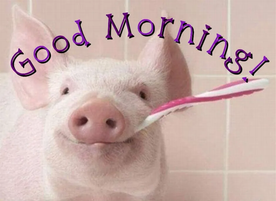 Свинья утро. Доброе утро свинья. С добрым утром с поросенком. Доброе утро поросенок. С добрым утром хрюшка.