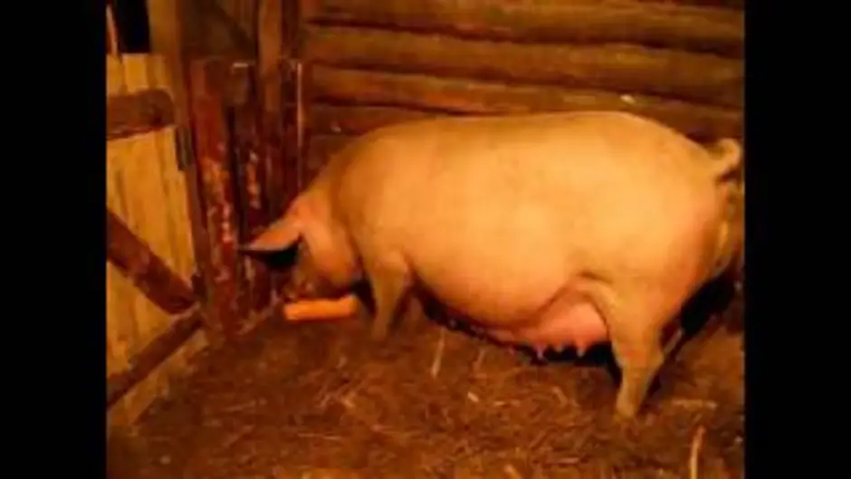 Поросная свинья. Опорос вьетнамские поросята. Супоросные свиноматки. Свиноматка перед опросом.