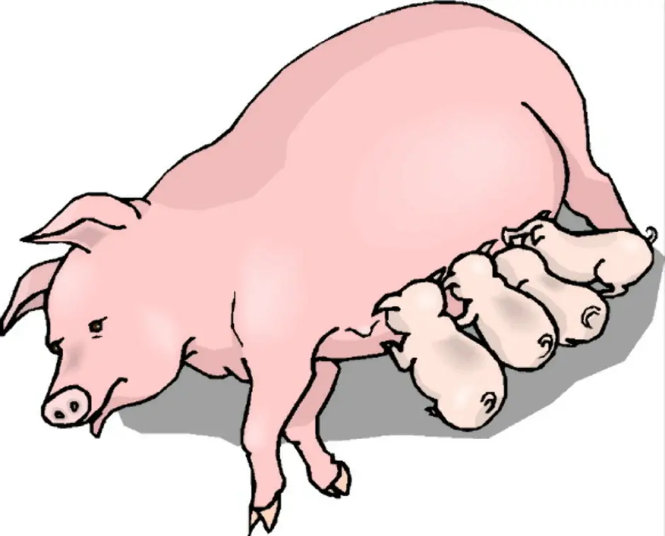 Вымя свиньи. Свинья для детей дошкольного возраста. Свинья рисунок. Поросенок рисунок. Свинья с поросятами.