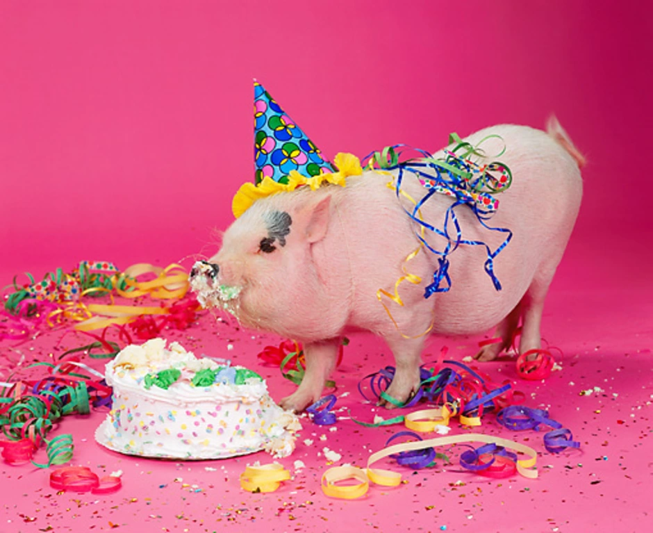 Днем рождения свинка. С днем рождения свинья. Свинья поздравляет с днем рождения. Свинка в праздничном колпаке. С днем рождения поросенок.