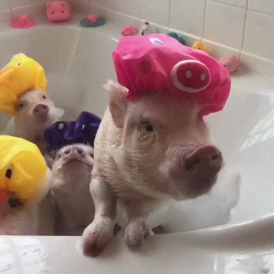 Свинья кайфует в сауне. Минипиг. Свинка купается в ванной. Хрюшка в ванной. Мини Пиг в ванной.