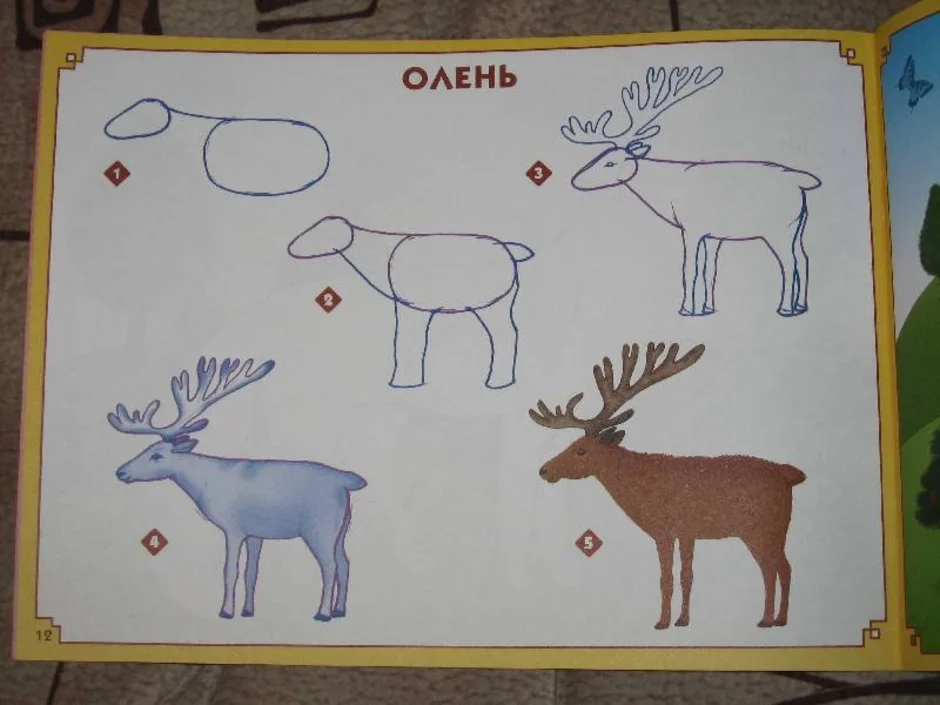 Занятие олень. Рисование оленя в старшей группе. Рисование оленя в подготовительной группе. Рисование в подготовительной группе Северный олень. Рисование Северный олень в старшей группе.