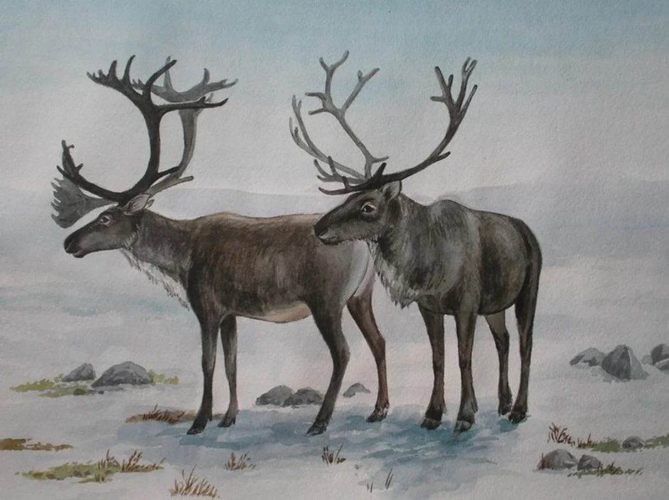 Занятие олень. Северный олень живопись. Рисование Северный олень. Тундра рисунок. Картина Северные олени для детей.