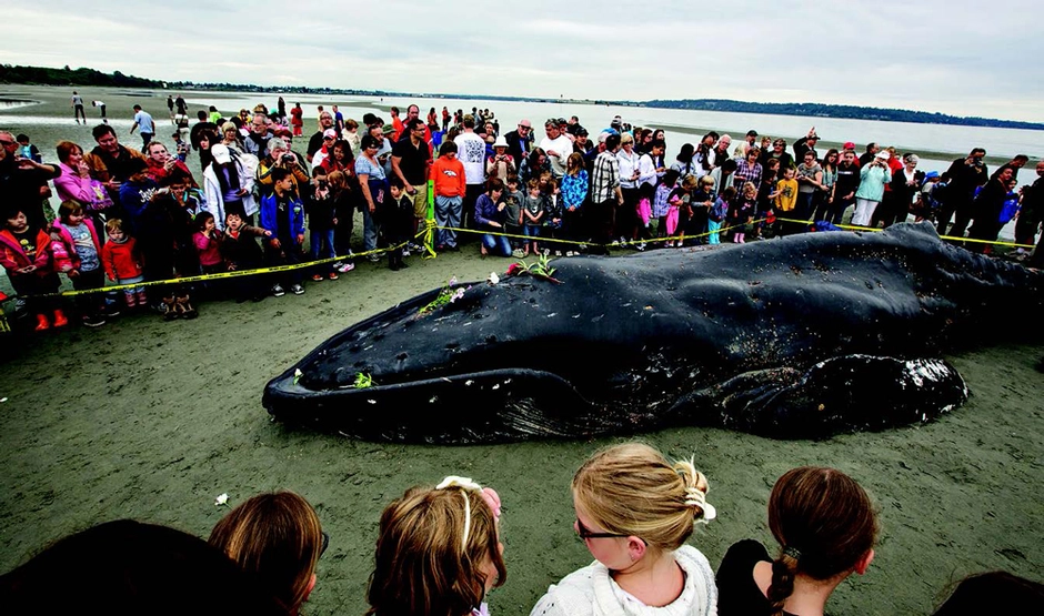 Самый большой кит размеры и вес. Гигантский кит. Самый большой синий кит в мире. Вес кита самого большого в мире. Самый большой кит в мире вес.